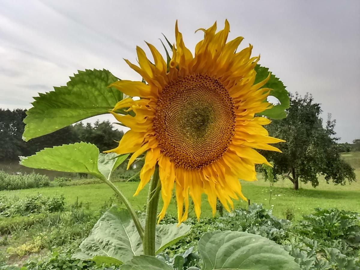 Mazurski Staw Alloggio per agriturismo